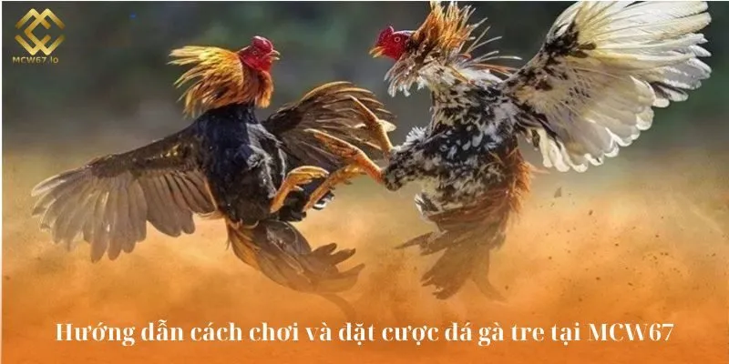 Chơi đá gà tre với 5 bước đơn giản