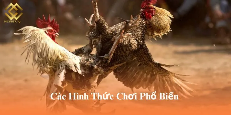 Có nhiều cửa cược đá gà để bạn lựa chọn đặt cược