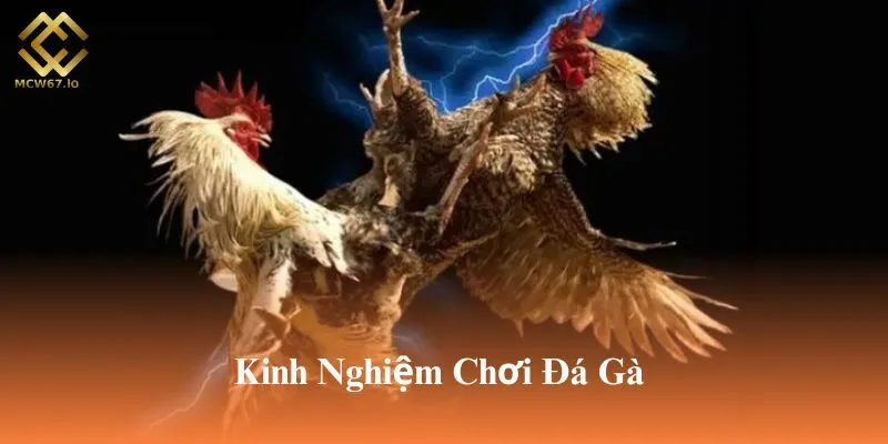 Những bí quyết chơi đá gà nòi hiệu quả nhất