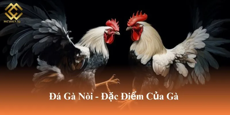 Gà nòi nổi tiếng là giống gà có sức bền tốt
