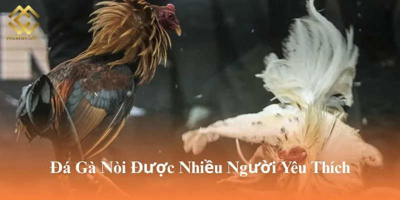 Đá gà nòi được nhiều người yêu thích tham gia thường xuyên