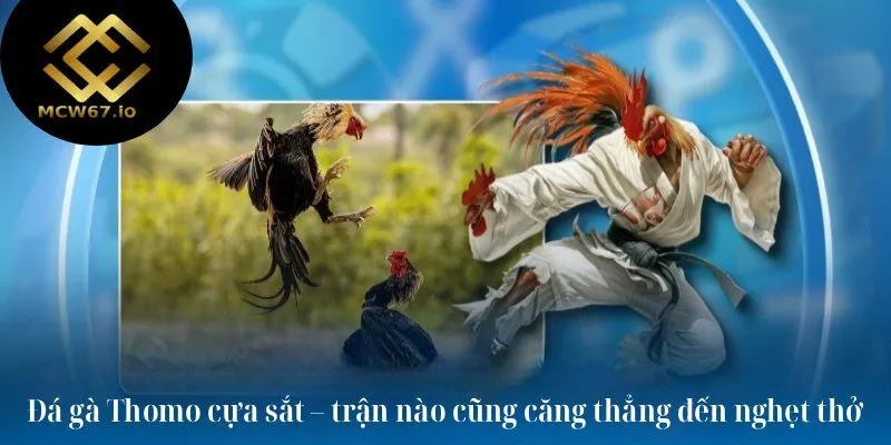 Đá gà Thomo cựa sắt – trận nào cũng căng thẳng đến nghẹt thở