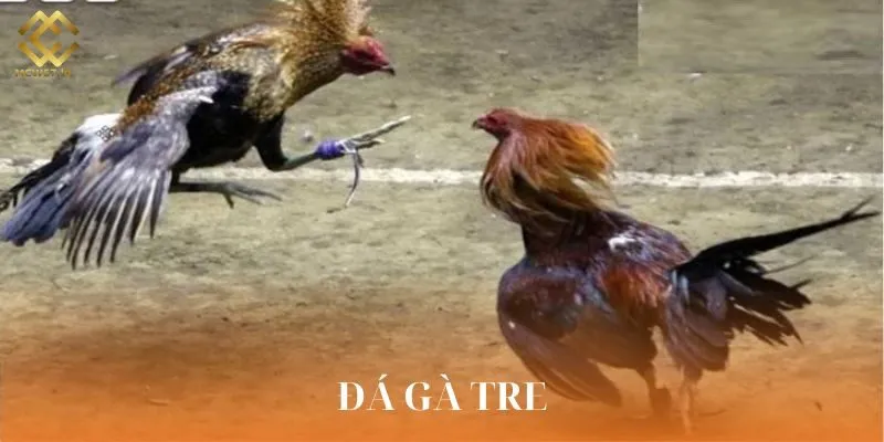 Đá Gà Tre