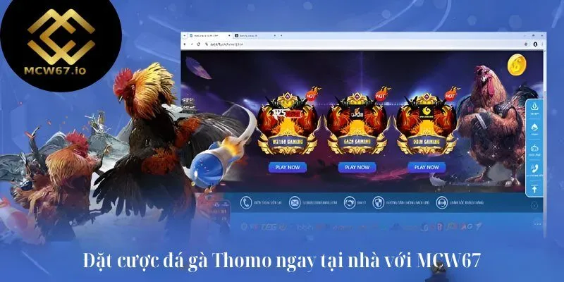 Đặt cược đá gà Thomo ngay tại nhà với MCW67