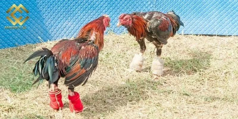 Luật cựa dao vẫn được giữ nguyên nét diễn biến truyền thống