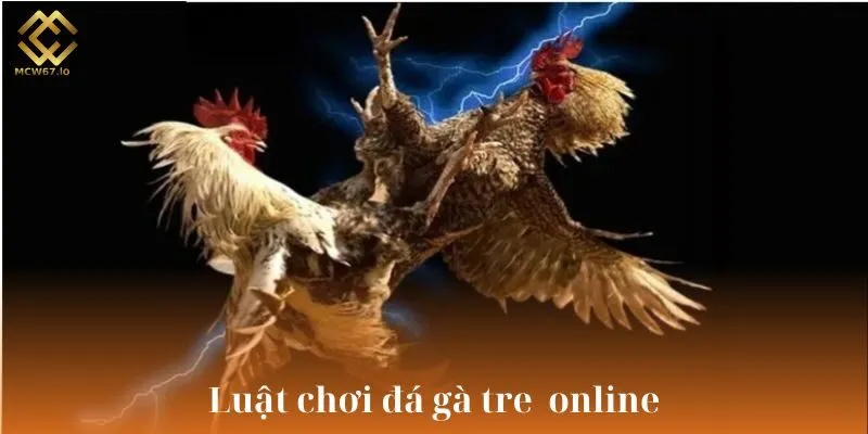 Nắm chắc luật chơi đá gà tre để tăng cơ hội thắng