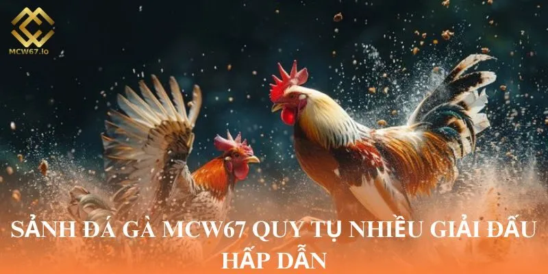 Sảnh đá gà MCW67 quy tụ nhiều giải đấu hấp dẫn