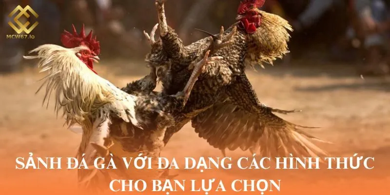 Sảnh đá gà với đa dạng các hình thức cho bạn lựa chọn